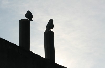Godmorgon Malmö fåglar
