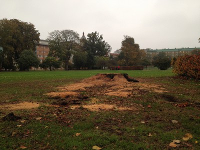 Rörsjöparken Fällda träd Stubbe 2